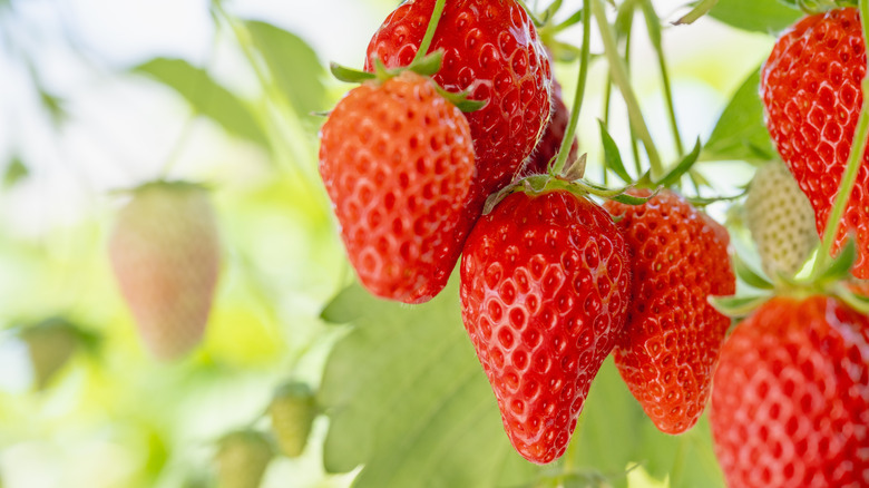 Strawberries hanging from green leaves