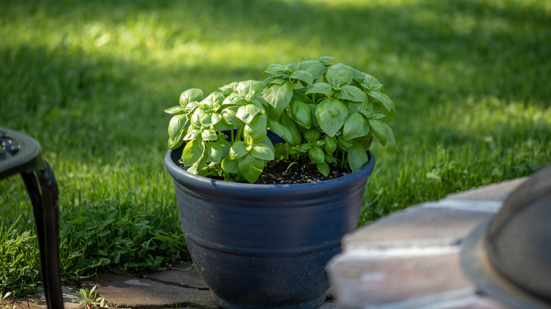 A pot of basil in an outdoor area with grass