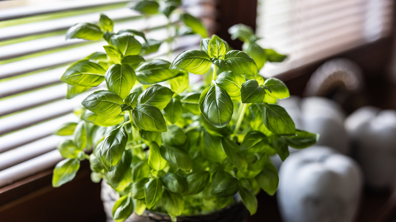 Fresh basil growing in a pot in front of a window.