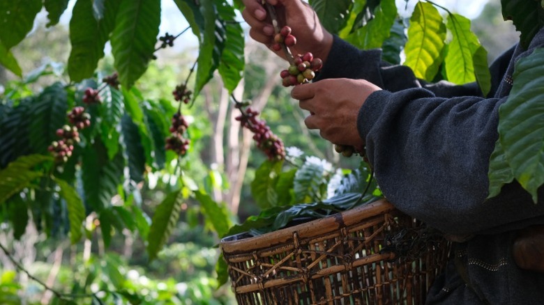 A person picking ripe coffee beans before they are dried.