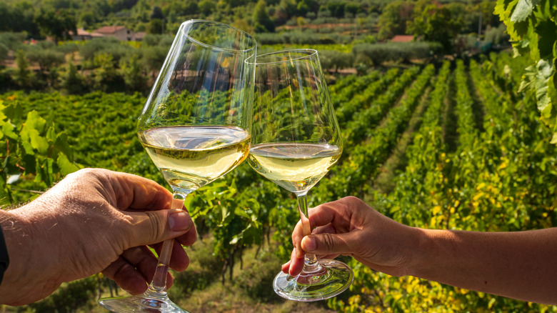 Two people enjoying white wine in a vineyard in Sicily, Italy.