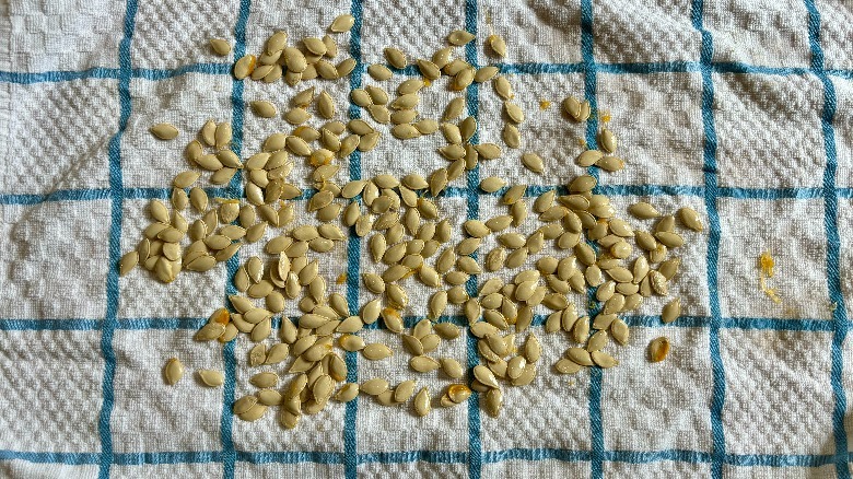 Pumpkin seeds laid out