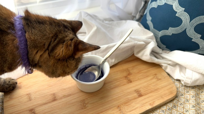 cat sniffing ramekin with blue liquid